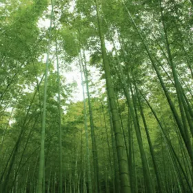 Jingyugou Scenic Resort, Xi'an