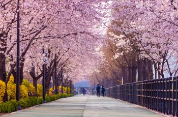 Spectacular Cherry Blossoms