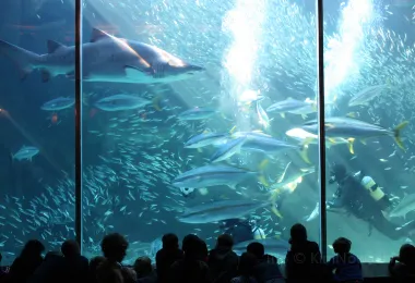 Two Oceans Aquarium รูปภาพAttractionsยอดนิยม