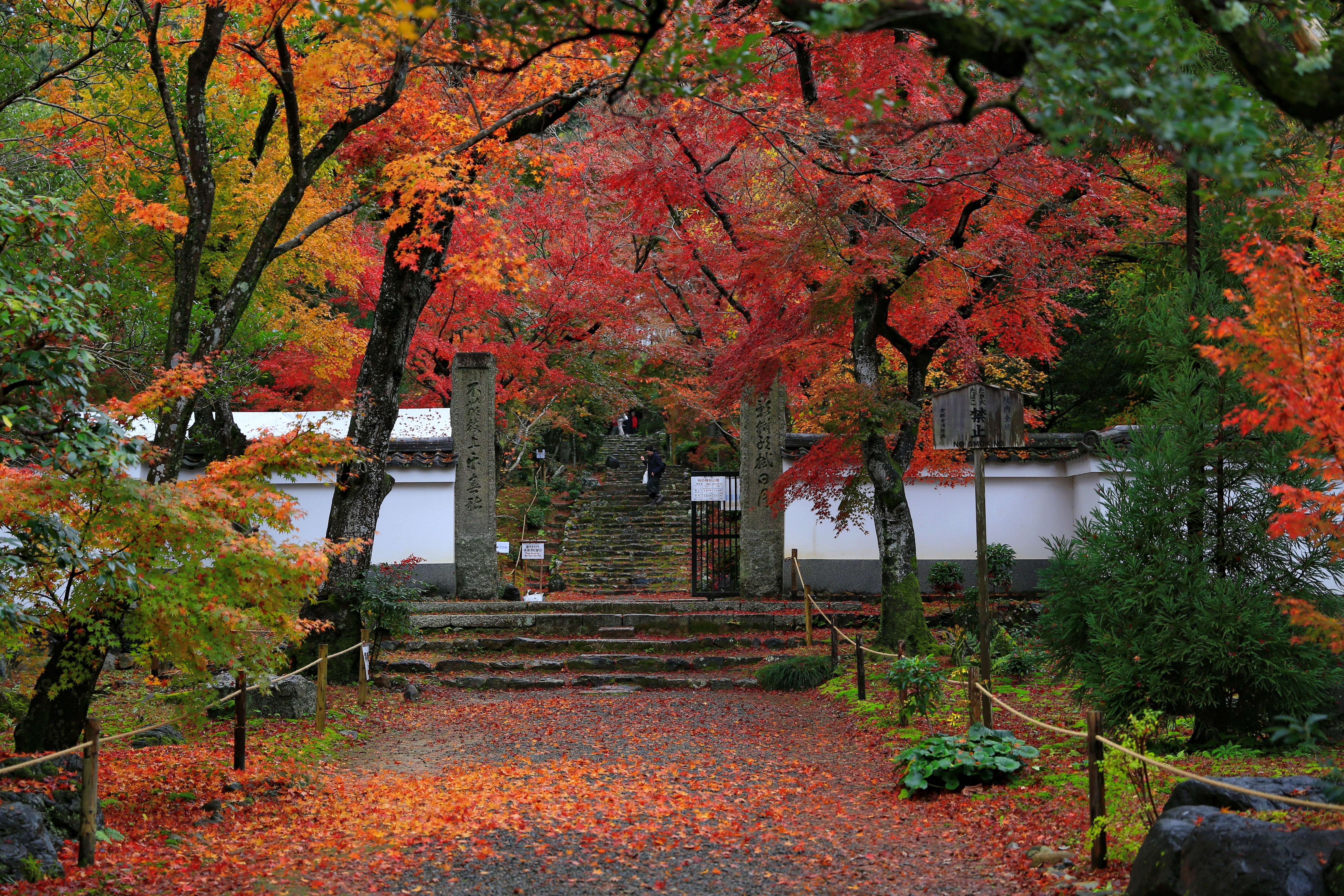 西芳寺景點評論 西芳寺門票 西芳寺優惠 西芳寺交通 地址 開放時間 西芳寺附近景點 飯店與美食 Trip Com