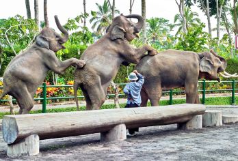 巴厘島動物園 熱門景點照片