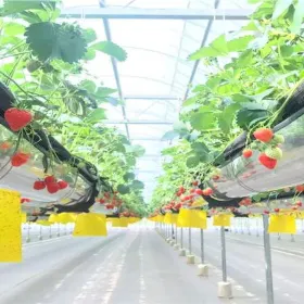 Lvwochuan Kongzhong Strawberry farm