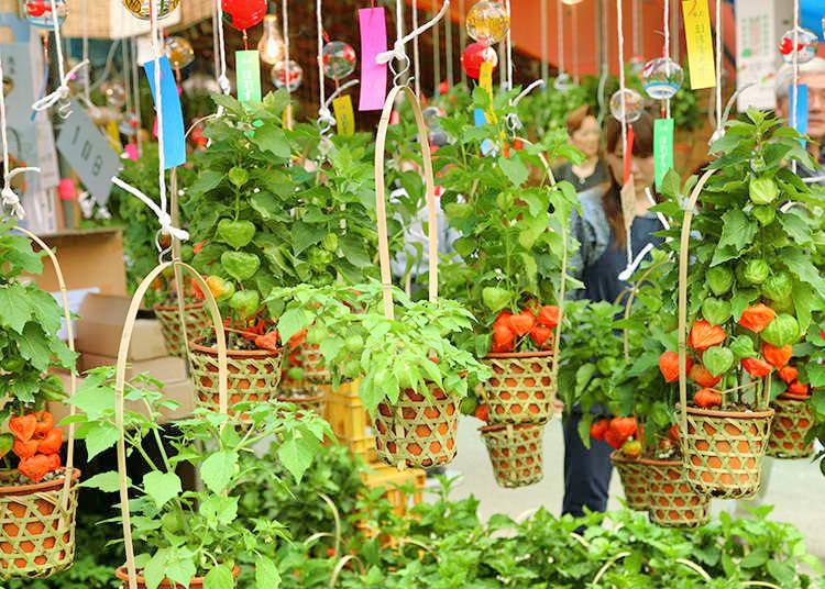 酸漿花市景點評價 酸漿花市門票 酸漿花市優惠 酸漿花市交通 地址 開放時間 酸漿花市附近景點 酒店及美食 Trip Com