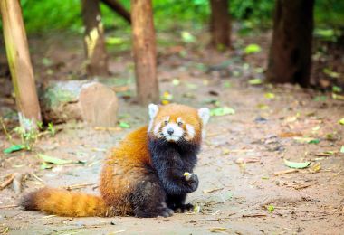 Chengdu Zoo Popular Attractions Photos