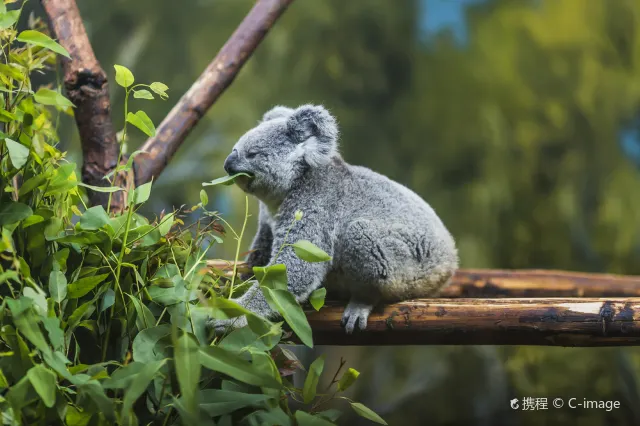可倫賓野生動物保護園