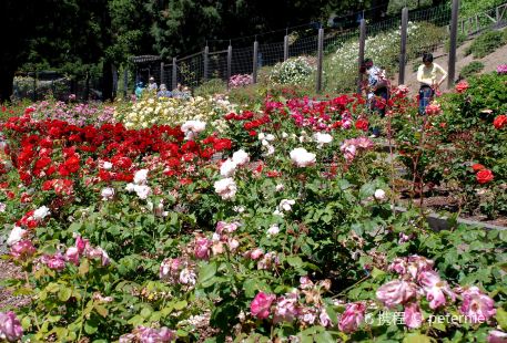 Berkeley Municipal Rose Garden