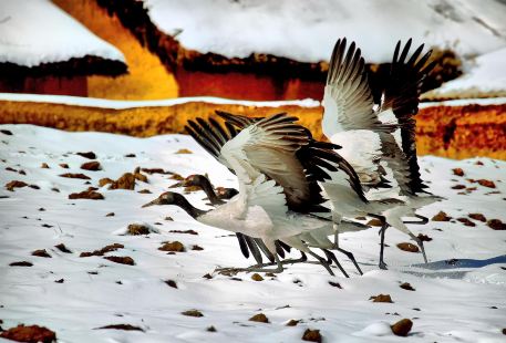 大山包黑頸鶴自然保護區