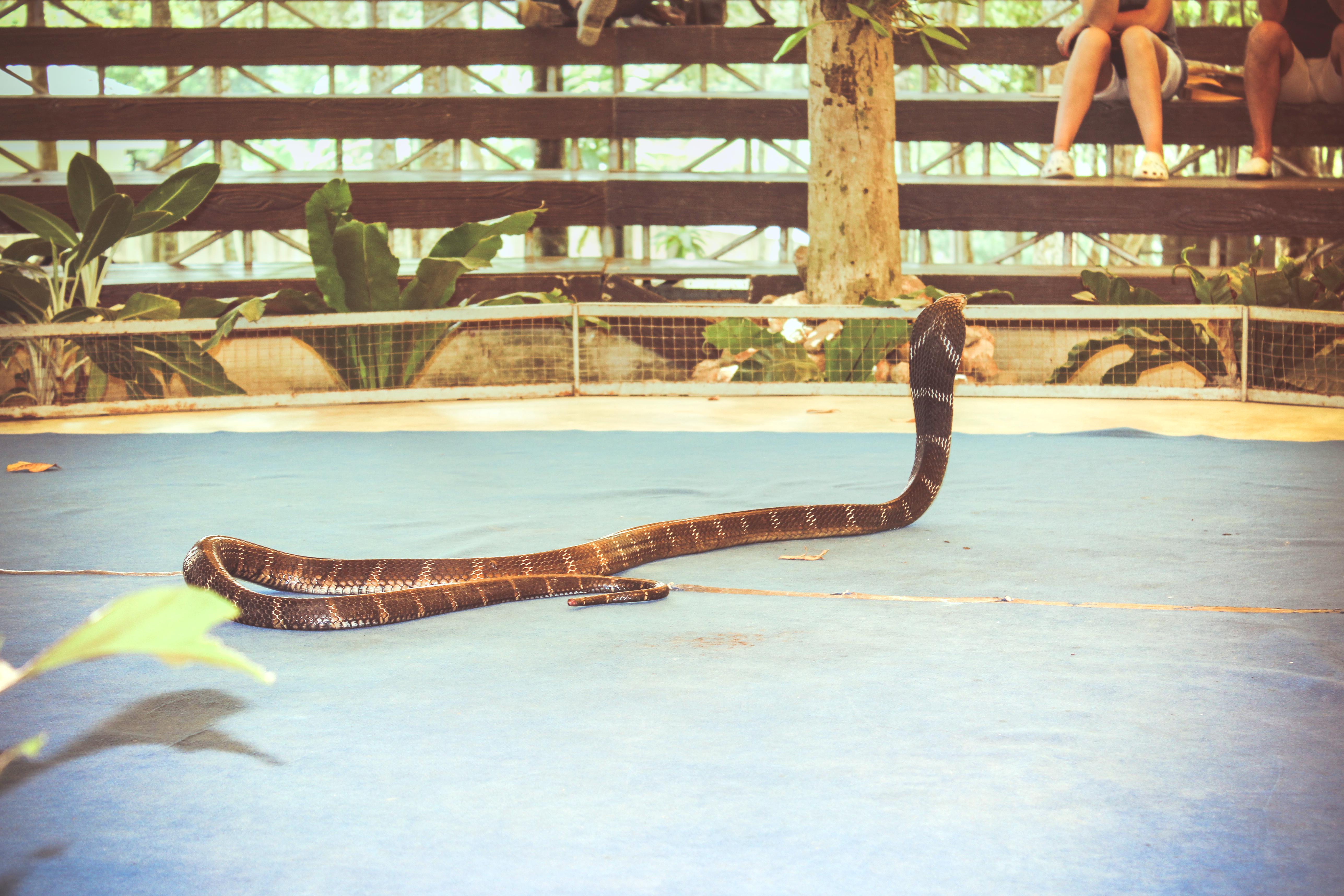 King cobras in Thailand: why some villagers worship the snake and others  drink its blood