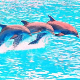 Pattaya Dolphinarium