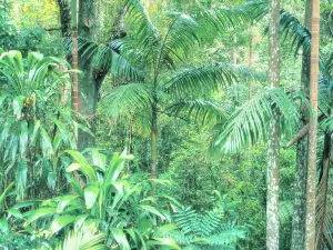 Brisbane Forest Park