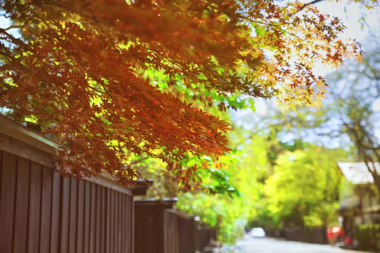 角館旅遊攻略指南 角館評論 角館附近推薦 Trip Com