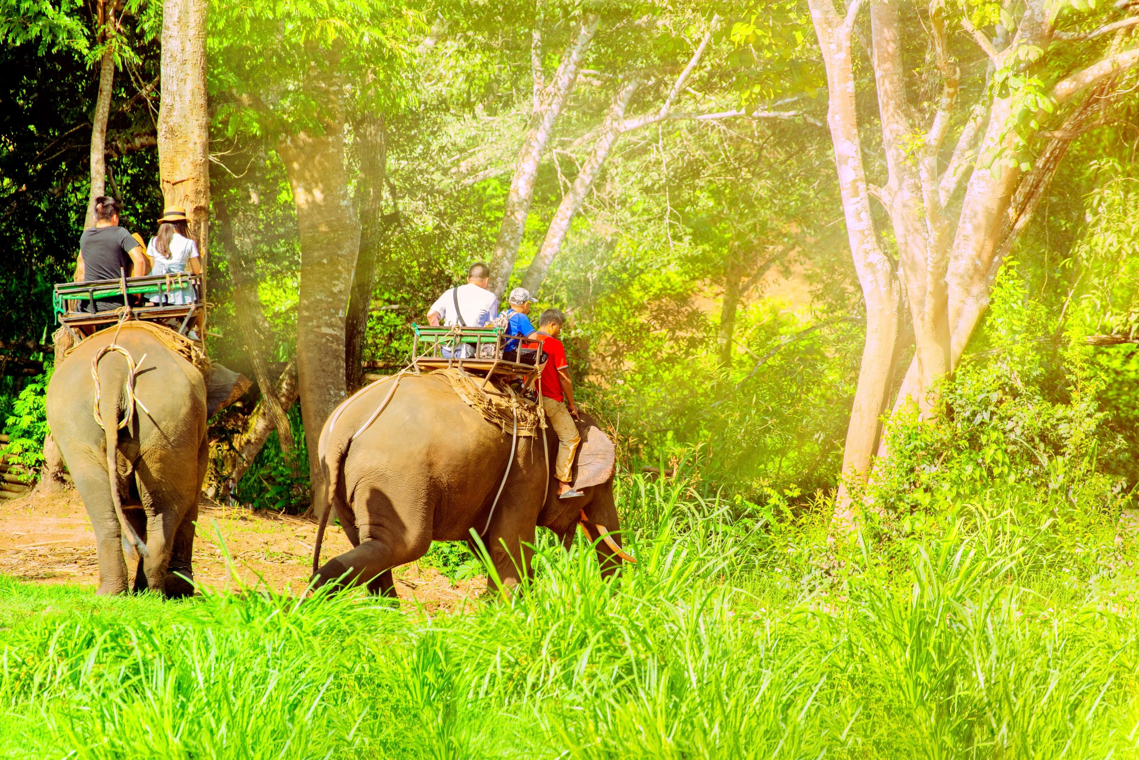 Đánh giá về địa điểm tham quan ở Mae Sa Elephant Camp - Vé Mae Sa Elephant Camp - Giảm giá ở Mae Sa Elephant Camp - giao thông ở Mae Sa