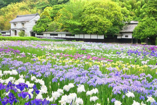 加茂花菖蒲園のレビュー 加茂花菖蒲園のチケット 加茂花菖蒲園の割引 加茂花菖蒲園の交通機関 所在地 営業時間 加茂花菖蒲園周辺の観光スポット ホテル グルメ Trip Com