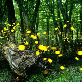 Bohol Firefly Watching Tour