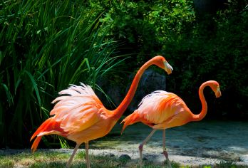 Los Angeles Zoo and Botanical Gardens Popular Attractions Photos