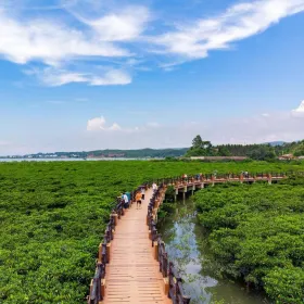 Mangrove Reserve of Pearl Bay, Shijiao Village, Jiangshan Township, Fangchenggang City