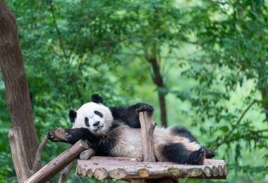 Chengdu Research Base of Giant Panda Breeding Popular Attractions Photos
