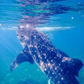 Oslob Whalesharks
