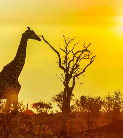 10 best things to do in kruger national park south africa kruger national park travel guides 2022 trip com