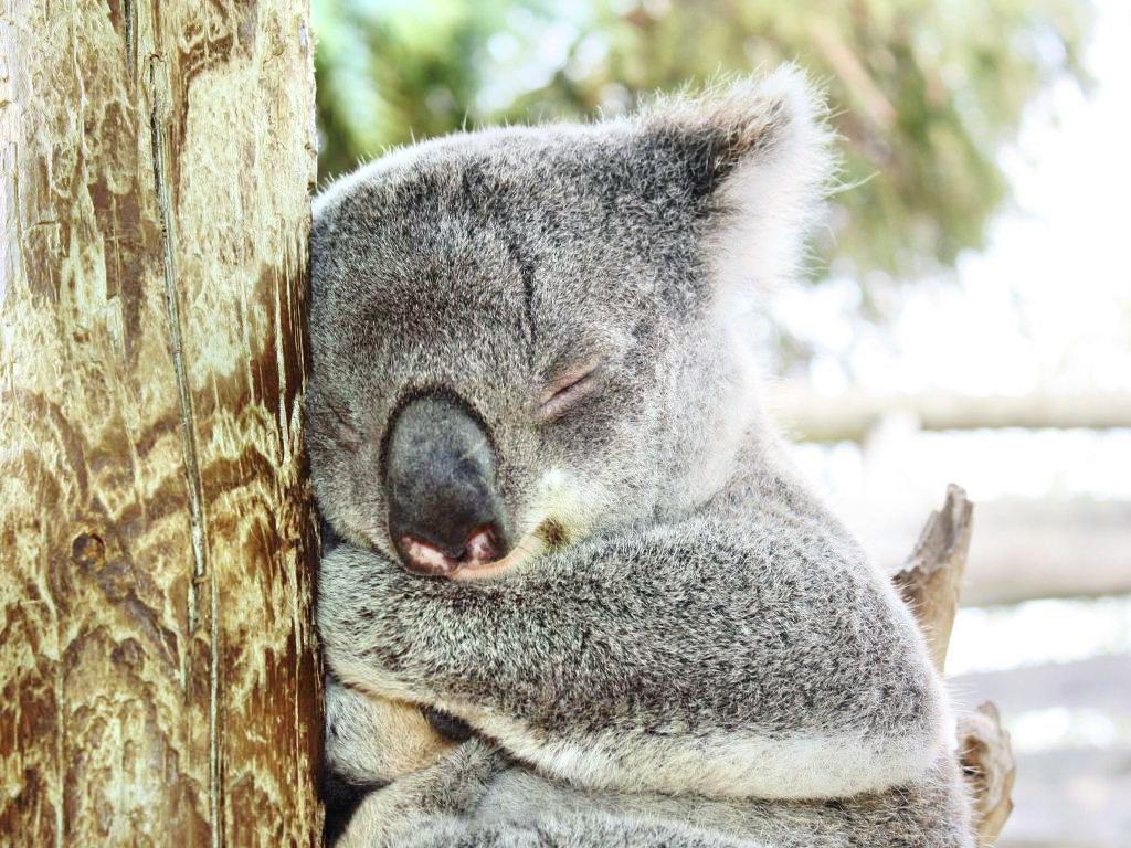 Maru Koala and Animal Park attraction reviews - Maru Koala and Animal Park tickets - Maru Koala and Animal Park discounts - Maru Koala and Animal Park transportation, address, opening hours -