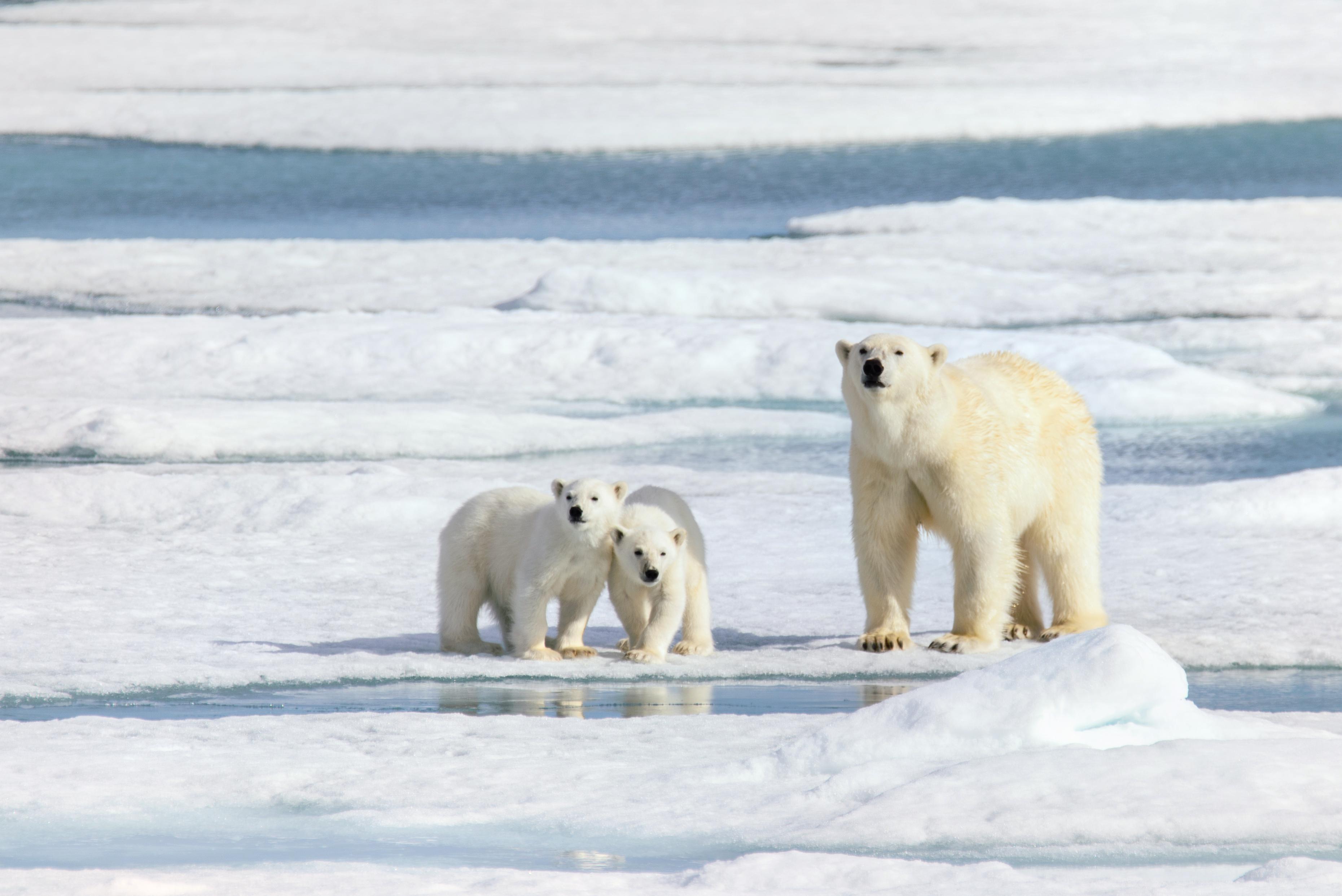 スヴァールバル諸島 スヴァールバル諸島 評判 案内 トリップドットコム