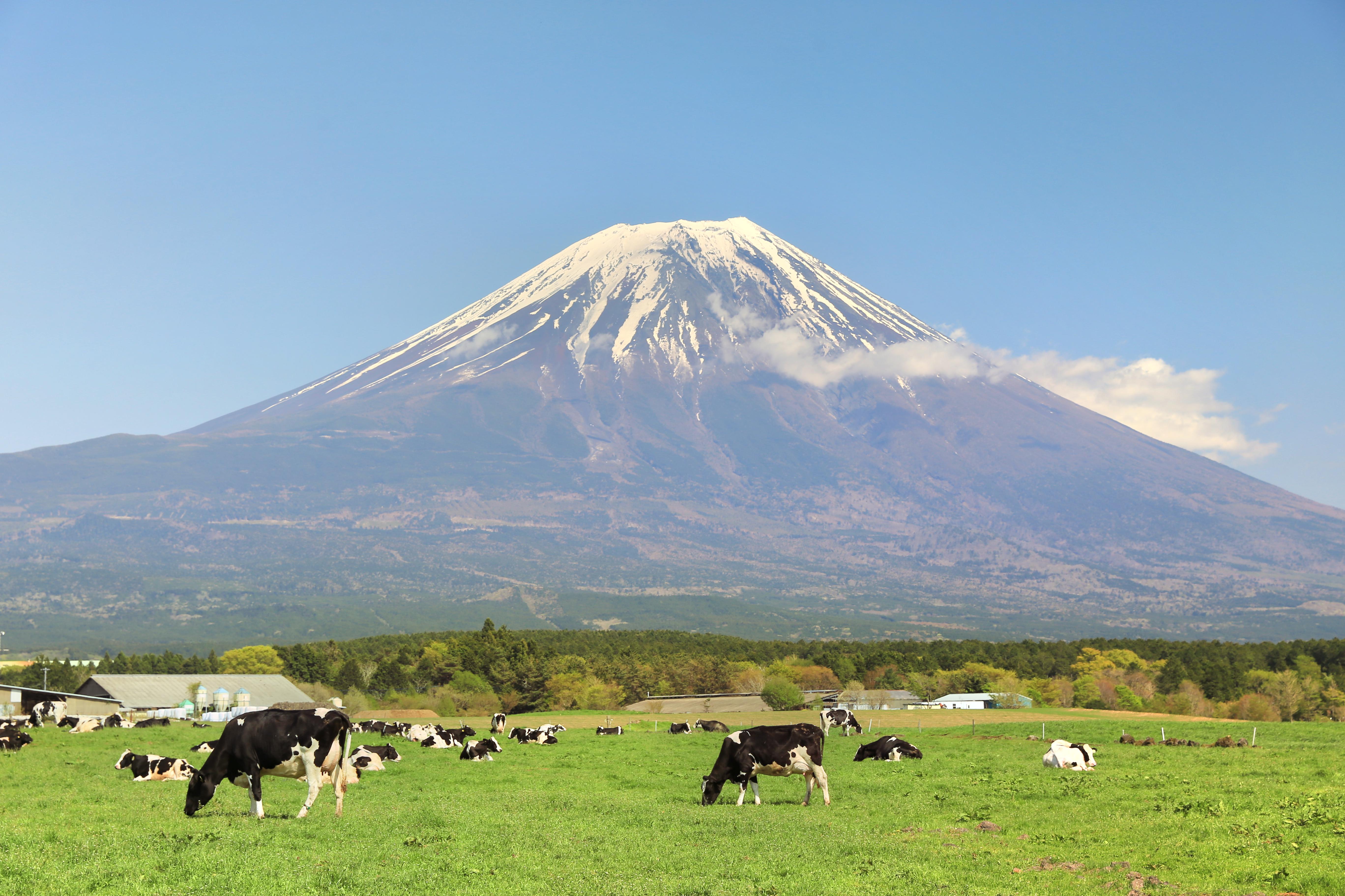 富士山 朝霧高原 評判 案内 トリップドットコム