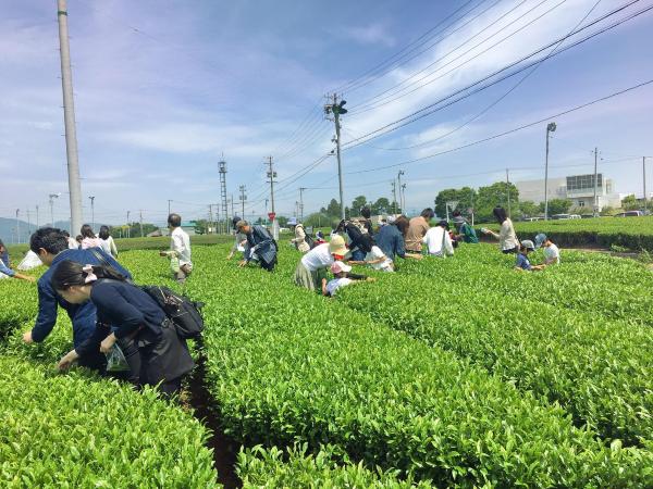牧之原大茶園旅遊攻略指南 牧之原大茶園評價 牧之原大茶園附近推薦 Trip Com