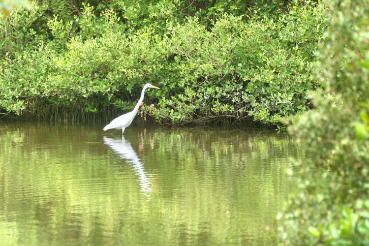 三亜 白鷺公園 評判 案内 トリップドットコム