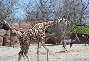 St. Louis Zoo Popular Attractions Photos