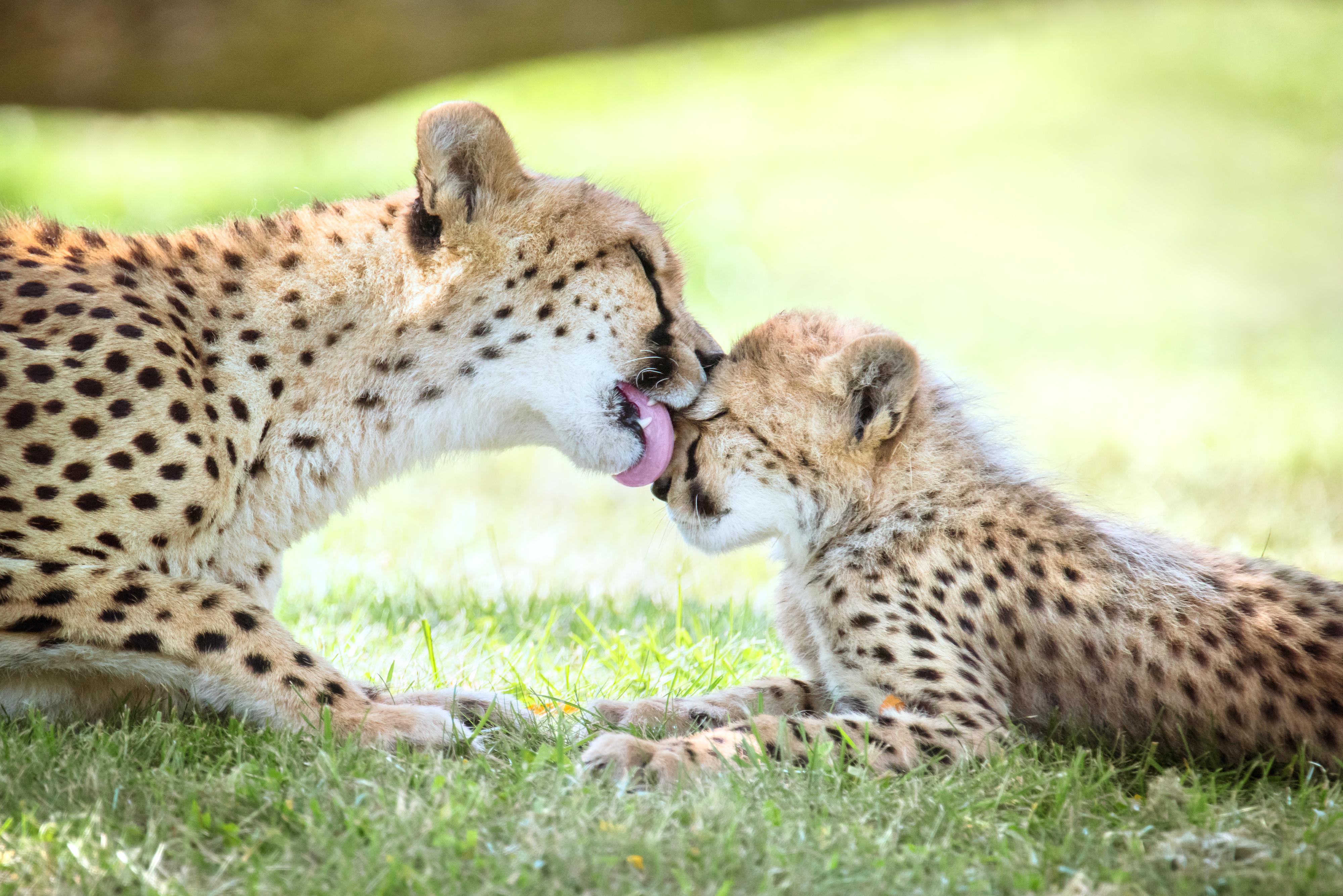 トロント トロント動物園 評判 案内 トリップドットコム トロント トロント動物園 評判 案内 トリップドットコム