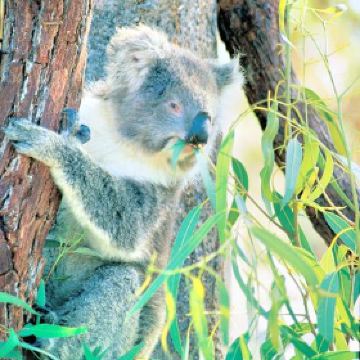 Top 367 Attractions Recommended In Gingin Recommended Travel Guide Most Visited Tourist Attraction Trip Com