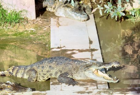 Siem Reap Crocodile Farm