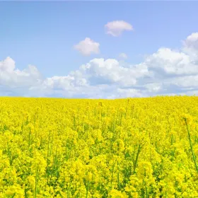 Sunny Stone Yishui Flower Town