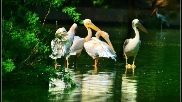 Okhla Bird Sanctuary travel guidebook –must visit attractions in Noida – Okhla  Bird Sanctuary nearby recommendation – Trip.com