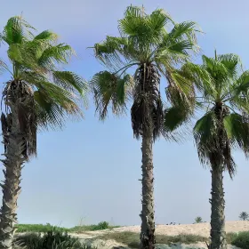 Saadiyat Public Beach