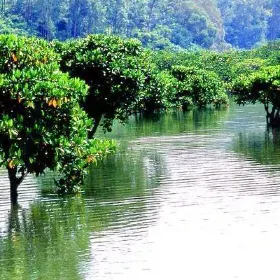 Shankou Mangrove