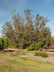 Los Gatos Creek Trail