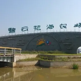 Biyun (Jade Cloud) Flower Ocean Plantation