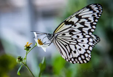 나비 공원 & 곤충 왕국 명소 인기 사진