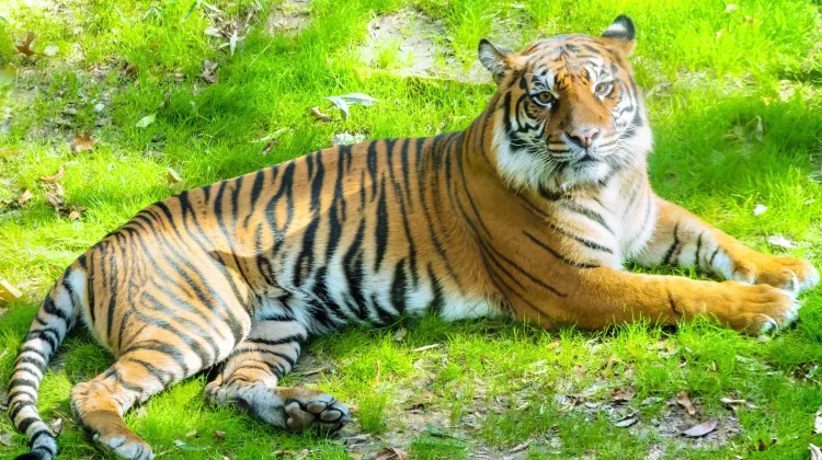 ダラス ダラス動物園 評判 案内 トリップドットコム ダラス ダラス動物園 評判 案内 トリップドットコム