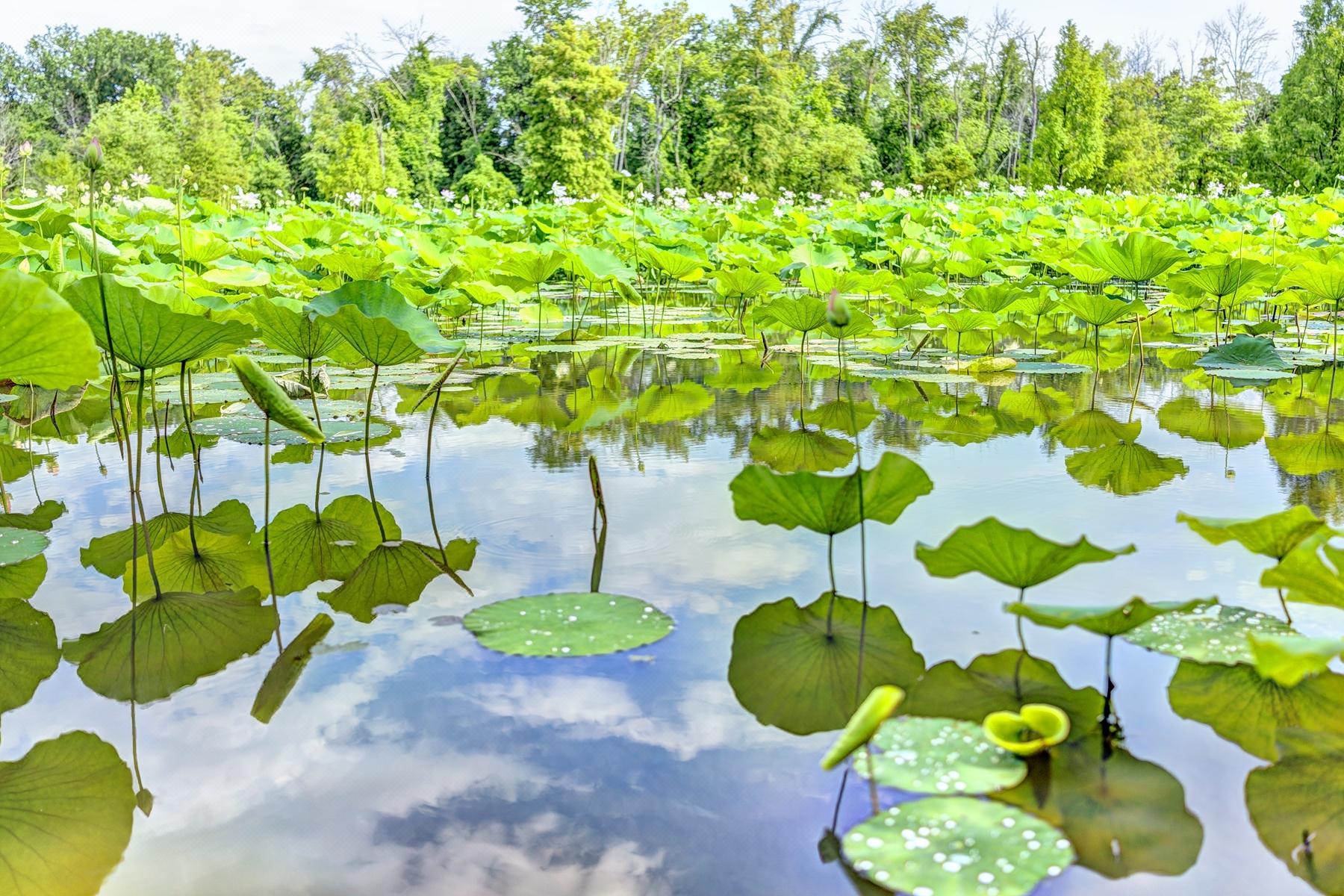 ワシントンd C Kenilworth Park And Aquatic Gardens 評判 案内 トリップドットコム