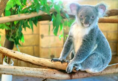 Lone Pine Koala Sanctuary Popular Attractions Photos