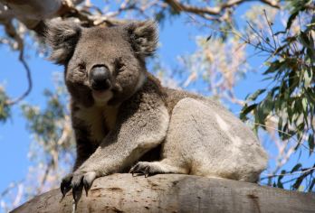 Koala Park Sanctuary Popular Attractions Photos