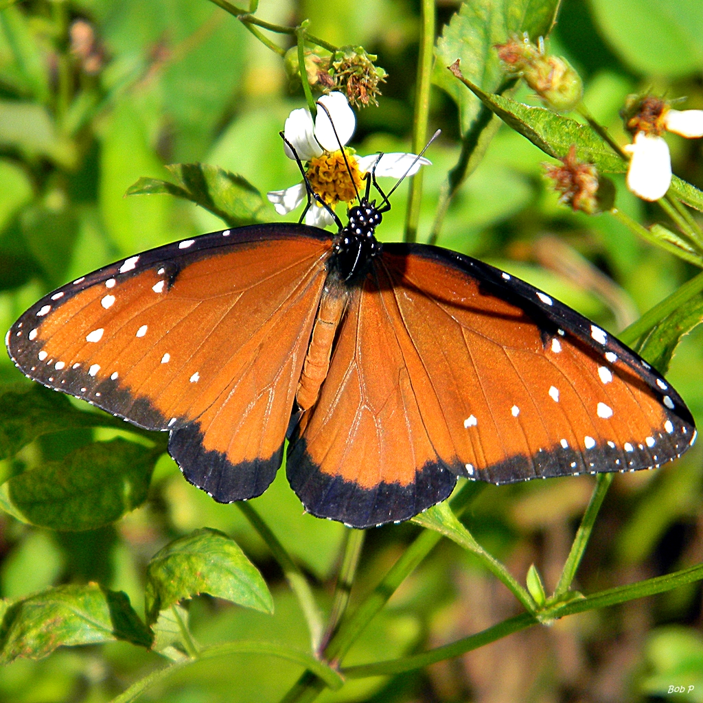 サンタクルーズ Monarch Butterfly Natural Preserve 評判 案内 トリップドットコム