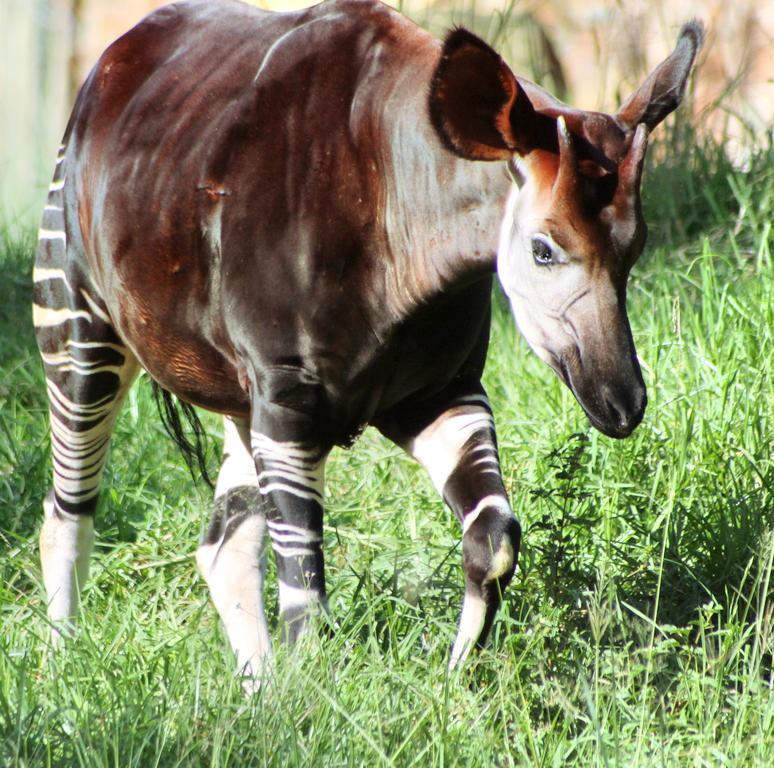 Okapi Wildlife Reserve attraction reviews - Okapi Wildlife Reserve tickets  - Okapi Wildlife Reserve discounts - Okapi Wildlife Reserve transportation,  address, opening hours - attractions, hotels, and food near Okapi Wildlife  Reserve 