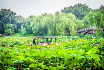 Purple Bamboo Park Popular Attractions Photos