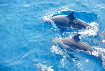 Bohol Dolphin Discoveries Popular Attractions Photos
