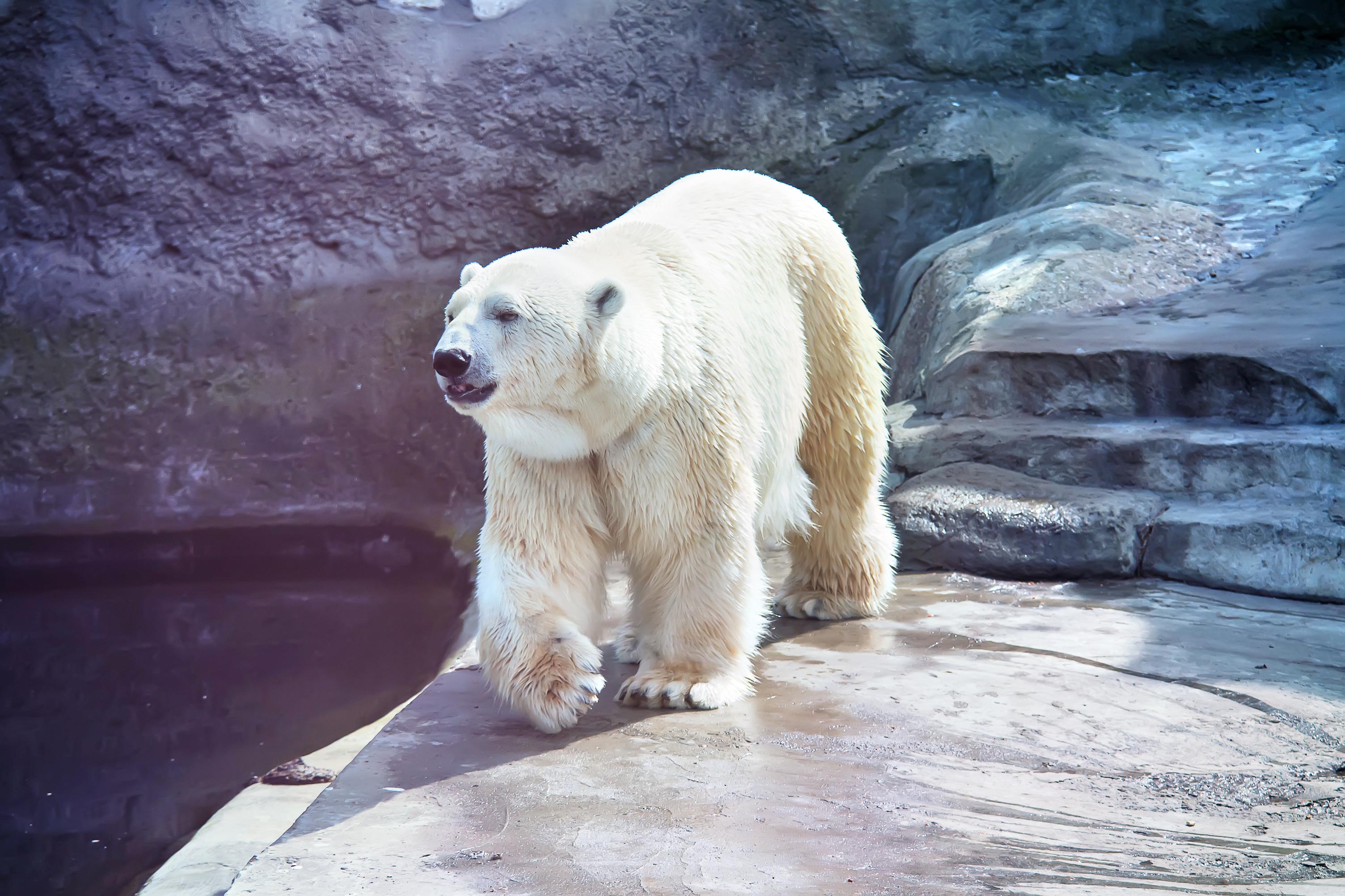モスクワ モスクワ動物園 評判 案内 トリップドットコム