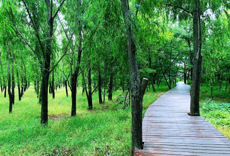 친황다오 해변 국립삼림공원
