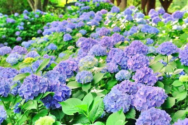 天上山的紫陽花旅遊攻略指南 天上山的紫陽花評價 天上山的紫陽花附近推薦 Trip Com 天上山的紫陽花旅遊攻略指南 天上山的紫陽花評價 天上山的紫陽花附近推薦 Trip Com
